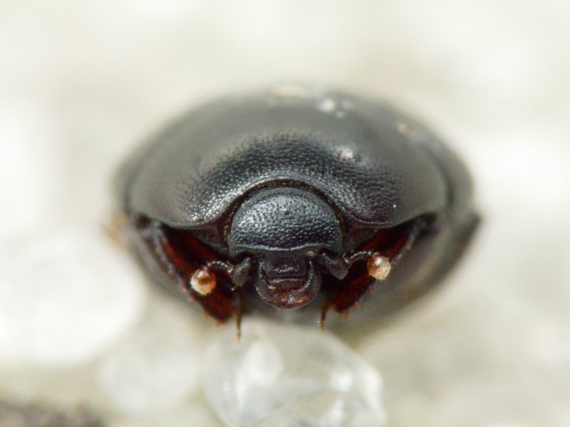 Histeridae Gyllenhal, 1808